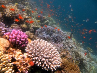red sea fish and coral reef