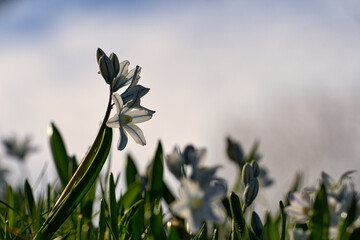 Common star hyacinth are early bloomers that herald spring. bloom at Easter time.