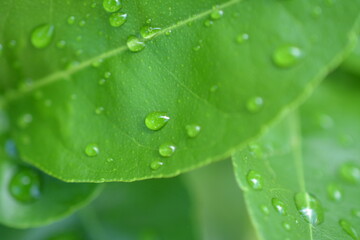 leaf texture closeup wallpaper texture background