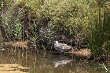 seagull breeding in a wetland on the costa brava
