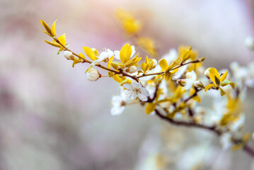 Cherry blossom branch in the garden in spring