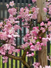sakura on a rainy day, April 2022 Tokyo Japan