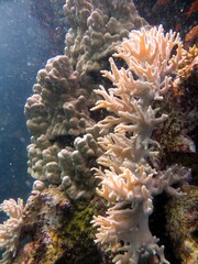 red sea soft corals