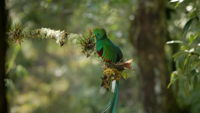 side view of a male resplendent quetzal perching on a branch in a tree at a cloud forest of costa rica