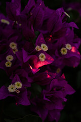 Flower backlit Bougainvillea