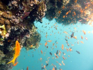 Naklejka na ściany i meble Blue Hole fish and coral reef of red sea