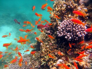 Blue Hole fish and coral reef of red sea