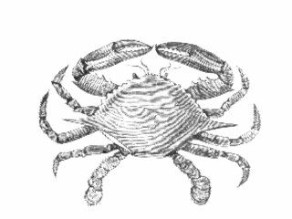 Atlantic blue crab or Callinectes sapidus. Halftone style. Vintage vector illustration.