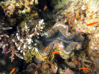 Giant clam 