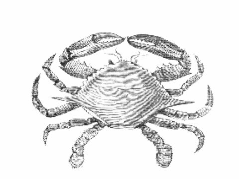 Atlantic blue crab or Callinectes sapidus. Halftone style. Vintage vector illustration.