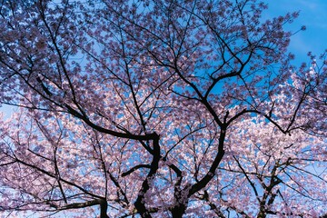 tree branches against blue sky