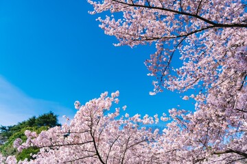 cherry blossom in spring