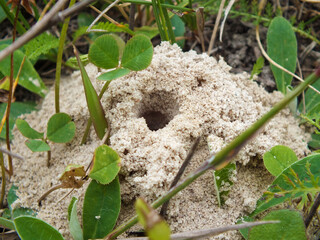 A hole in the ground
