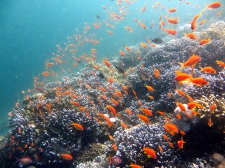 Fototapeta na wymiar Blue Hole fish and coral reef of red sea