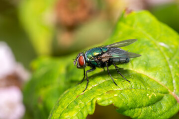 Common green bottle fly ( lucilia sericatafly) which is a blowfly species and a little larger than the house fly which has a body of a metallic green blue colour, stock photo image