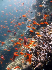 red sea fish and coral reef