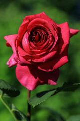 Nice bright red solitaire rose which symbolizes deep love in bright sunshine in the english cottage...