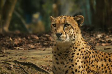 Cheetah 