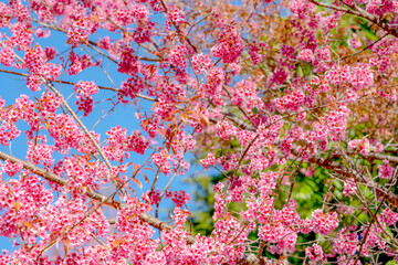 Beauty Pink flower Tree. Low Angle View Of Wild Himalayan Cherry blooming Against Blue Sky.