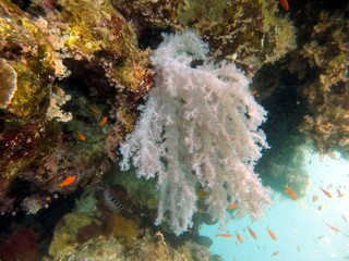 Fototapeta na wymiar red sea soft corals
