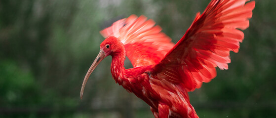Red ibis spreading wings