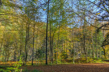 Forest in autumn, Russia