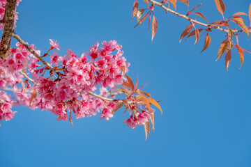 Beauty Pink flower Tree. Low Angle View Of Wild Himalayan Cherry blooming Against Blue Sky.