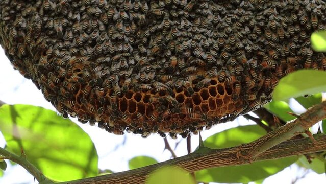 honey bees sitting on the hive hanging on the tree with selective focus background