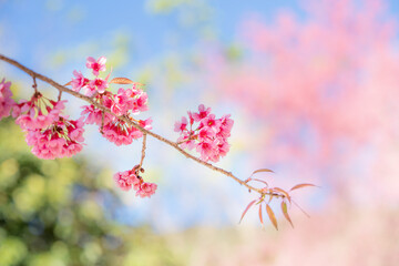 Beauty Pink flower Tree. Low Angle View Of Wild Himalayan Cherry blooming Against Blue Sky.