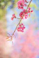 Beauty Pink flower Tree. Low Angle View Of Wild Himalayan Cherry blooming Against Blue Sky.