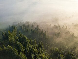 Fog envelops the mountain forest. The rays of the rising sun break through the fog. Aerial drone view.