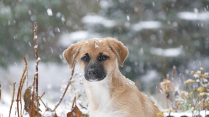 Pies na śniegu - obrazy, fototapety, plakaty
