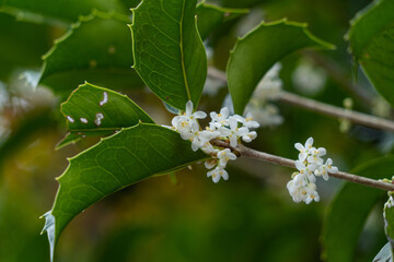 Flowers of holly olive - Osmanthus heterophyllus - are in bloom in Fukuoka city, JAPAN.