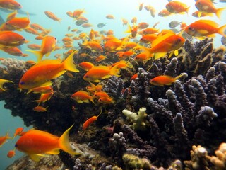 Fototapeta na wymiar anthias orange fish of the red sea