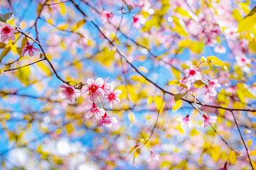 Beauty Pink flower Tree. Low Angle View Of Wild Himalayan Cherry blooming Against Blue Sky.