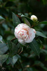 White red perfect camellia flower in full bloom, close up, macro. White camellia blossom. Camellia japonica Lavinia Maggi