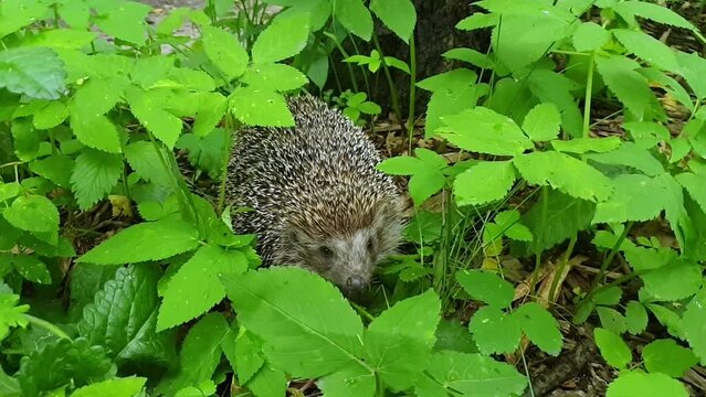 Hedgehog doesn't move funny sniffing nose, right, left in green tall grass, scientific name Erinaceus europaeus, also known as European hedgehog or common hedgehog