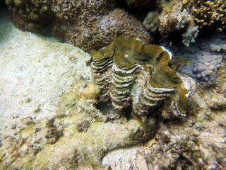 Giant clam 