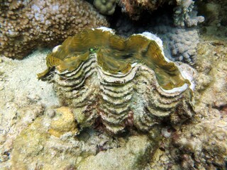 Giant clam 