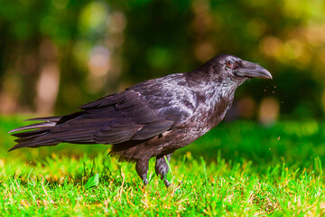crow on the grass