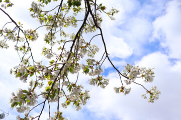 晴れた日の空と葉桜