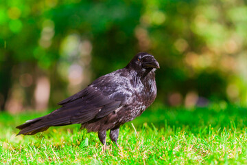 crow on the grass