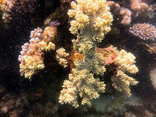 Naklejka na ściany i meble red sea soft corals