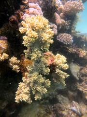 Naklejka na ściany i meble red sea soft corals