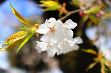 晴れた日の葉桜のアップ
