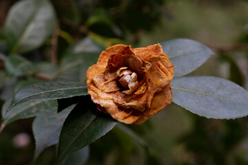 fading camellia flower on a bush after a cold snap. The flower died due to frosts in the spring. The concept of death, withering, cooling.