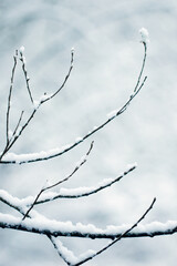 Snow on branch