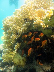 fire coral