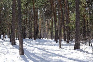 Fototapeta premium Sunny winter day in the forest. Pine forest in winter.