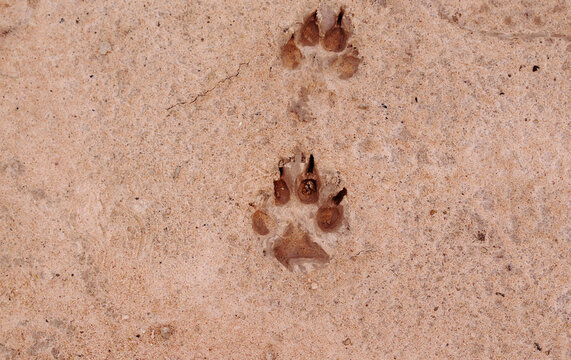 the footprint predator in the sand